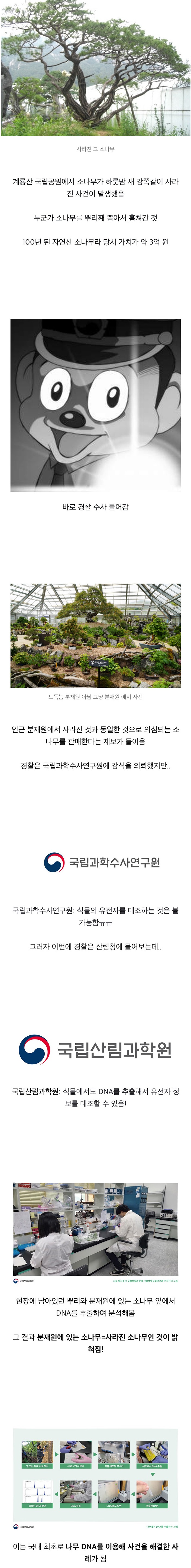 사라진 3억짜리 소나무